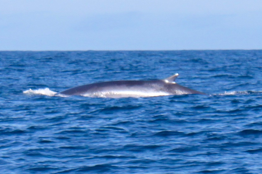 A Whale (I think)